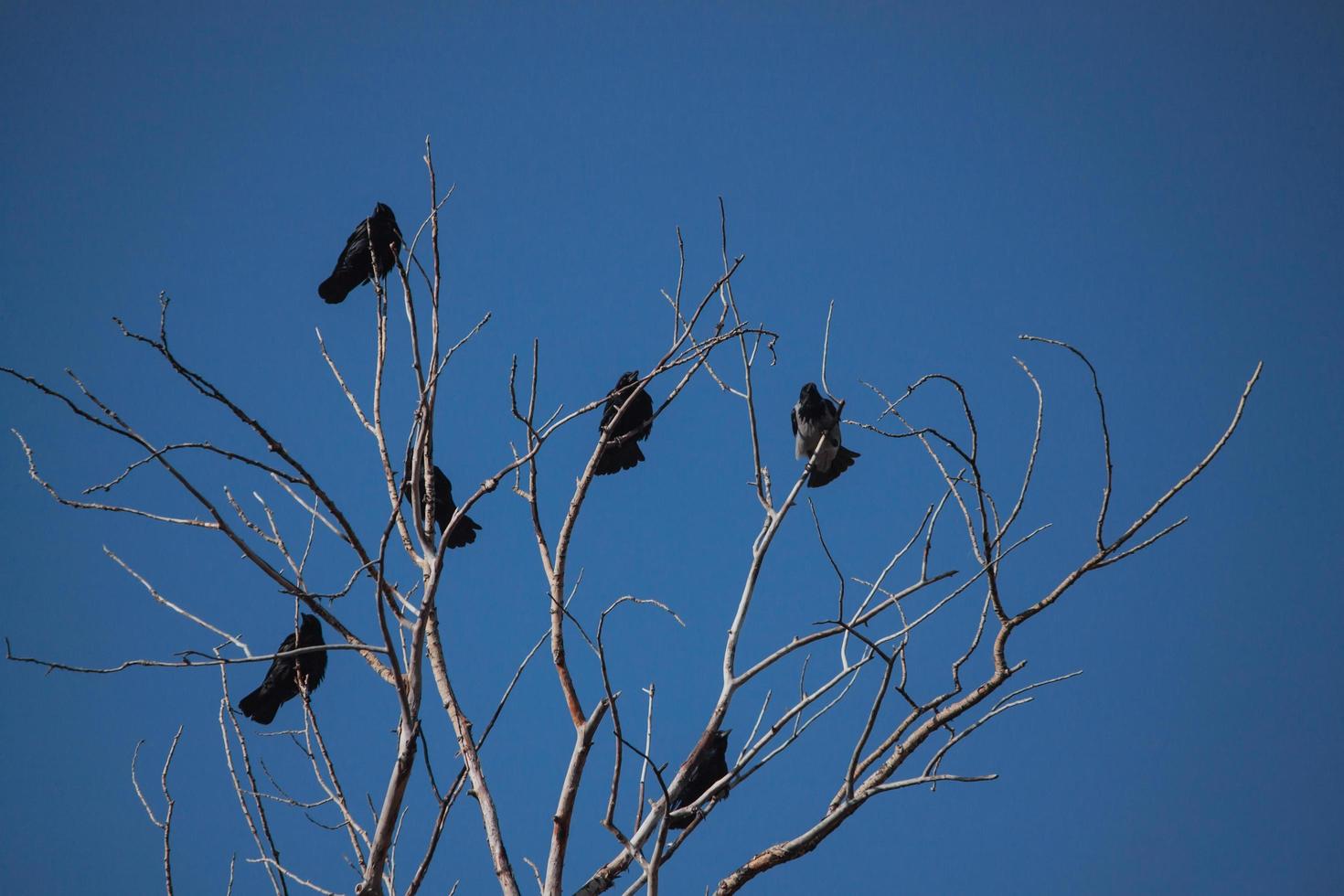 Krähen sitzen auf trockenen Ästen gegen den Himmel. foto