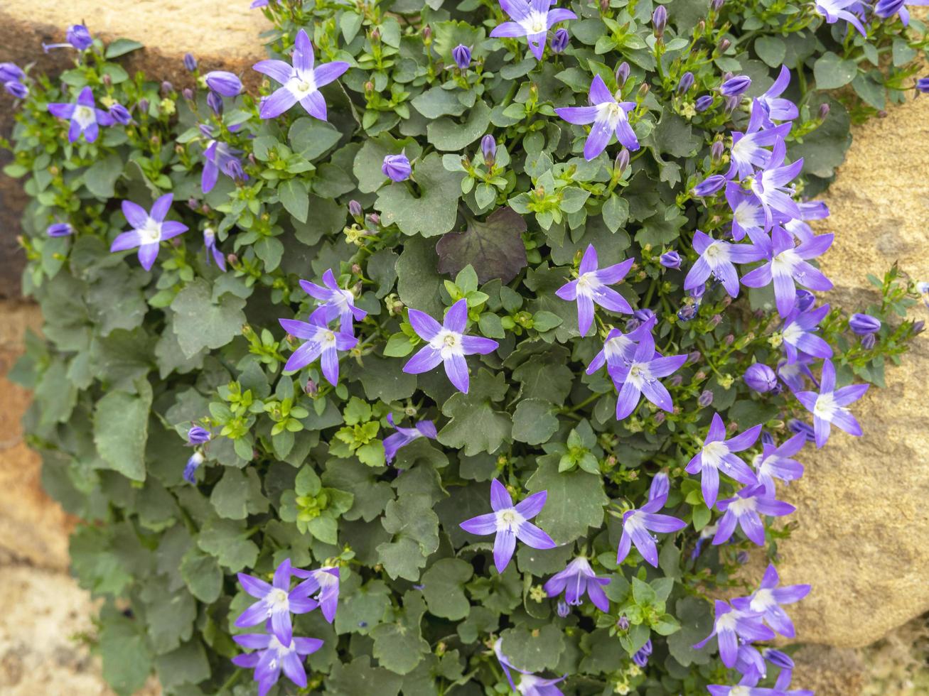 Campanula Garganica Wh Paine blüht in einem Steingarten foto