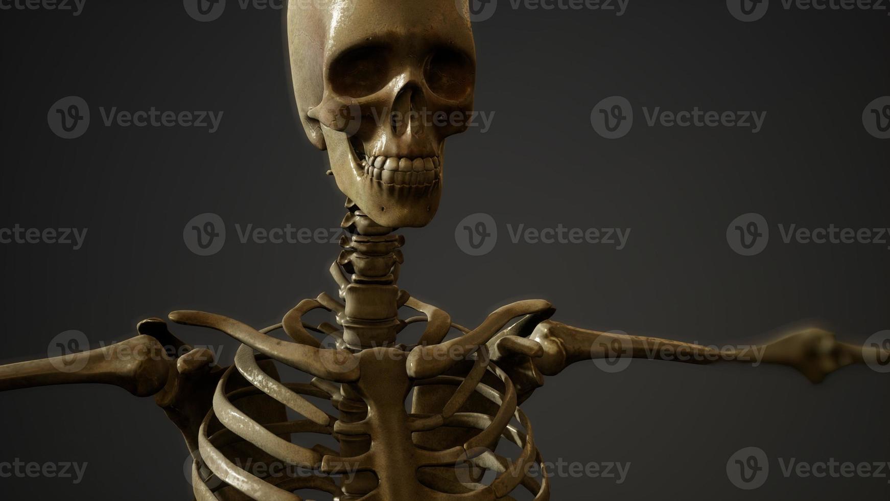 Knochen des menschlichen Skeletts foto
