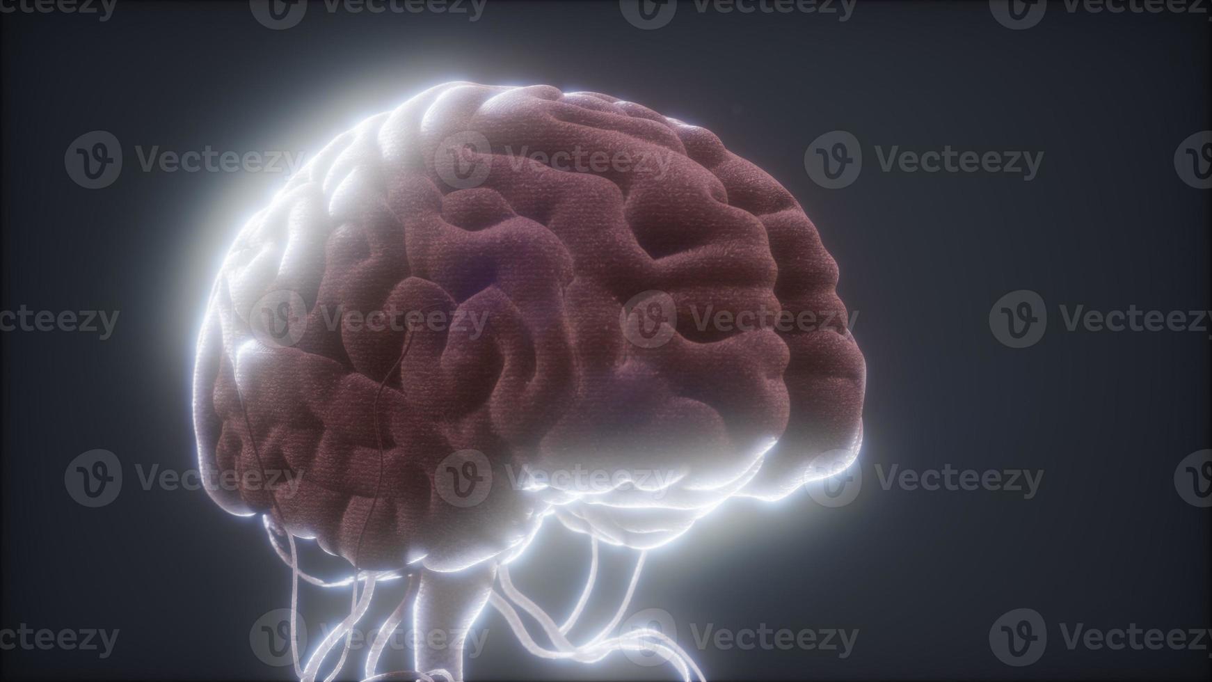 animiertes Modell des menschlichen Gehirns foto