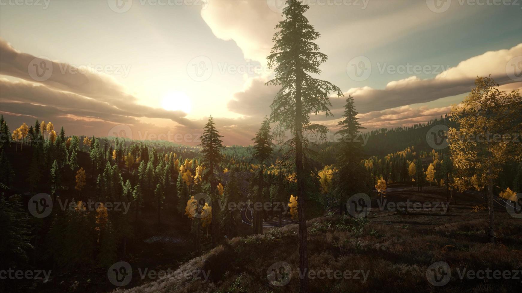 Kiefernwald mit dem letzten Sonnenschein foto