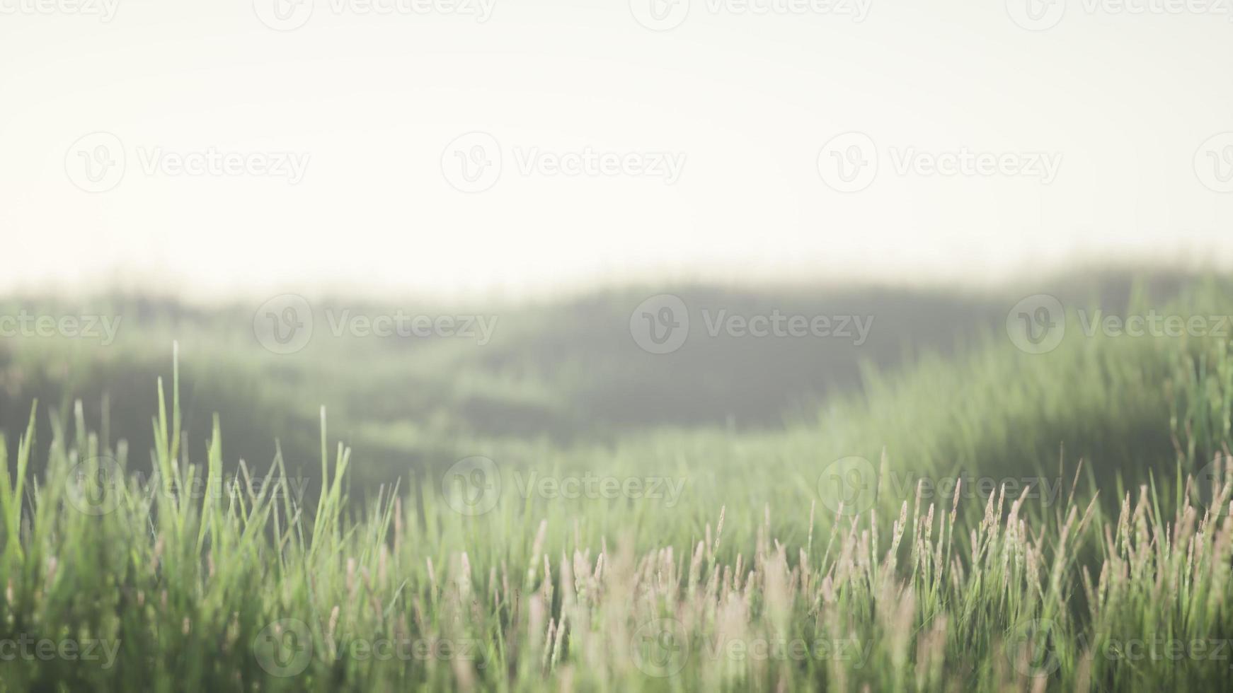 Grünes Feld mit hohem Gras am frühen Morgen mit Nebel foto