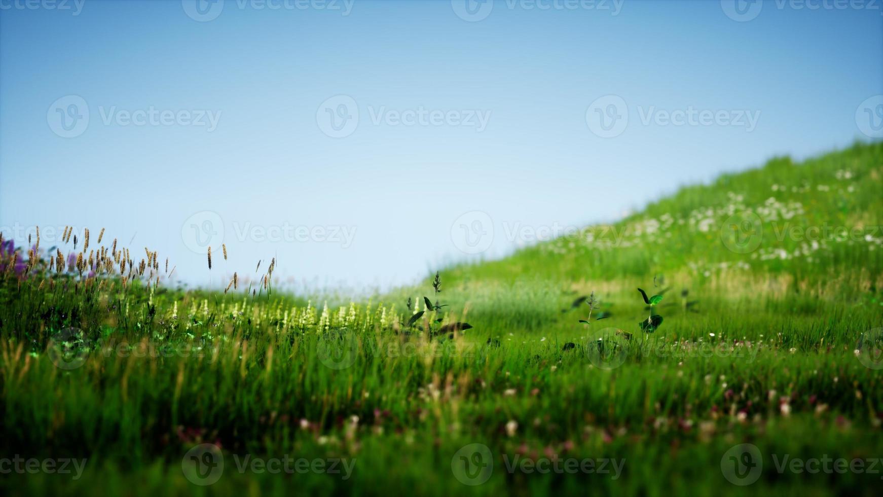 Feld des grünen frischen Grases unter blauem Himmel foto