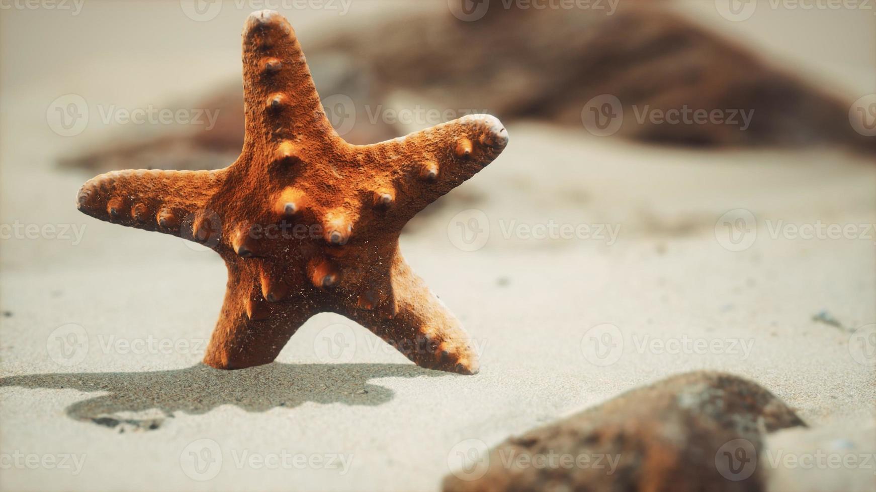 Roter Seestern am Meeresstrand mit goldenem Sand foto