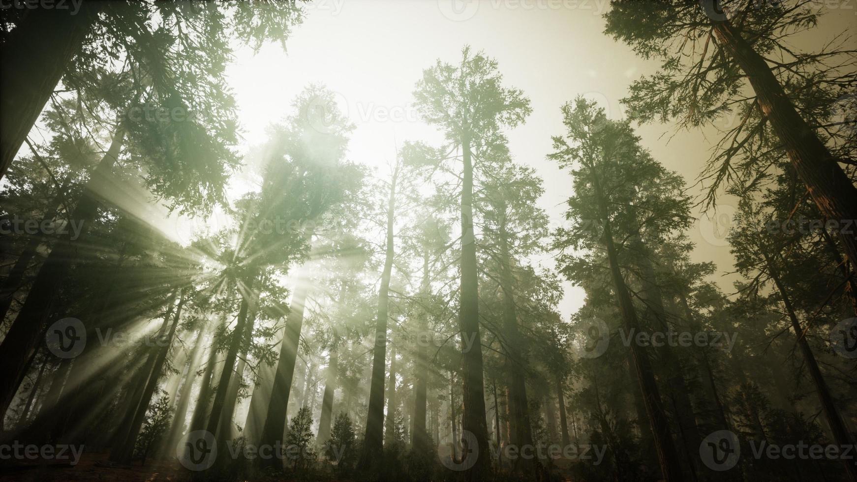 Redwood-Wald neblige Sonnenunterganglandschaft foto