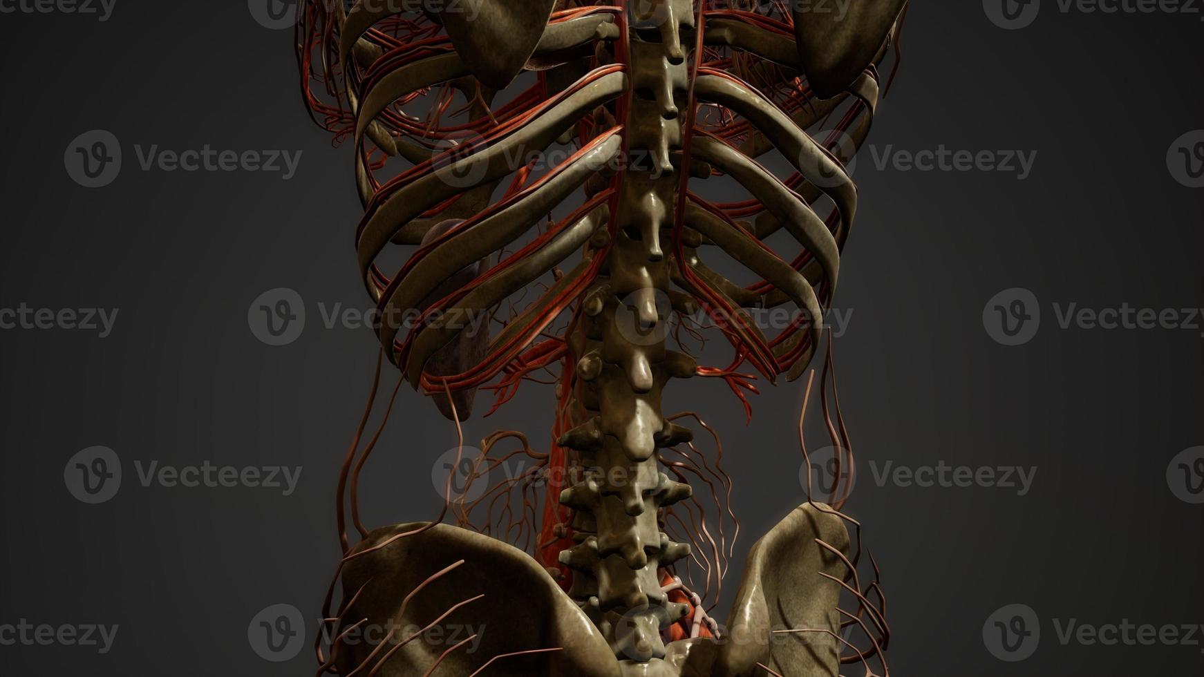 Anatomie der Blutgefäße des menschlichen Körpers foto