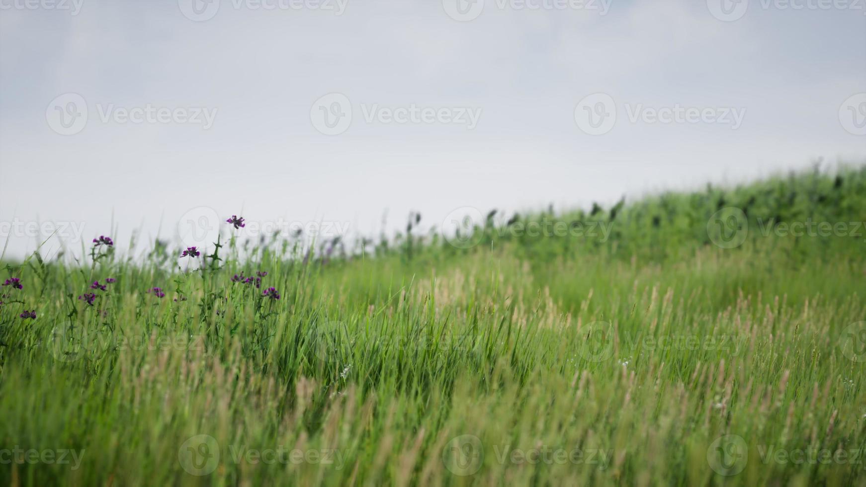 Feld des grünen frischen Grases unter blauem Himmel foto