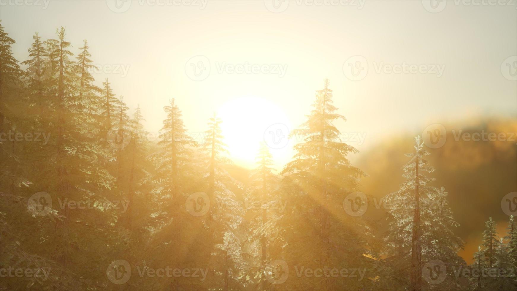 Kiefernwald bei Sonnenaufgang mit warmen Sonnenstrahlen foto