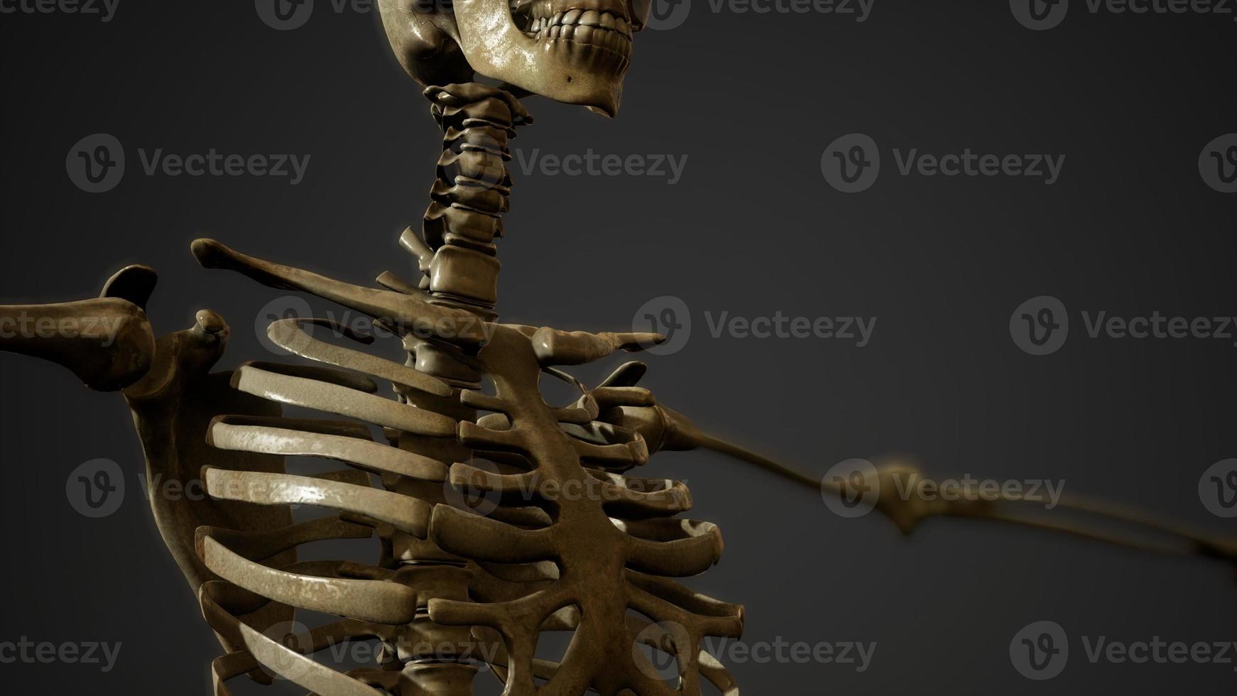 Knochen des menschlichen Skeletts foto