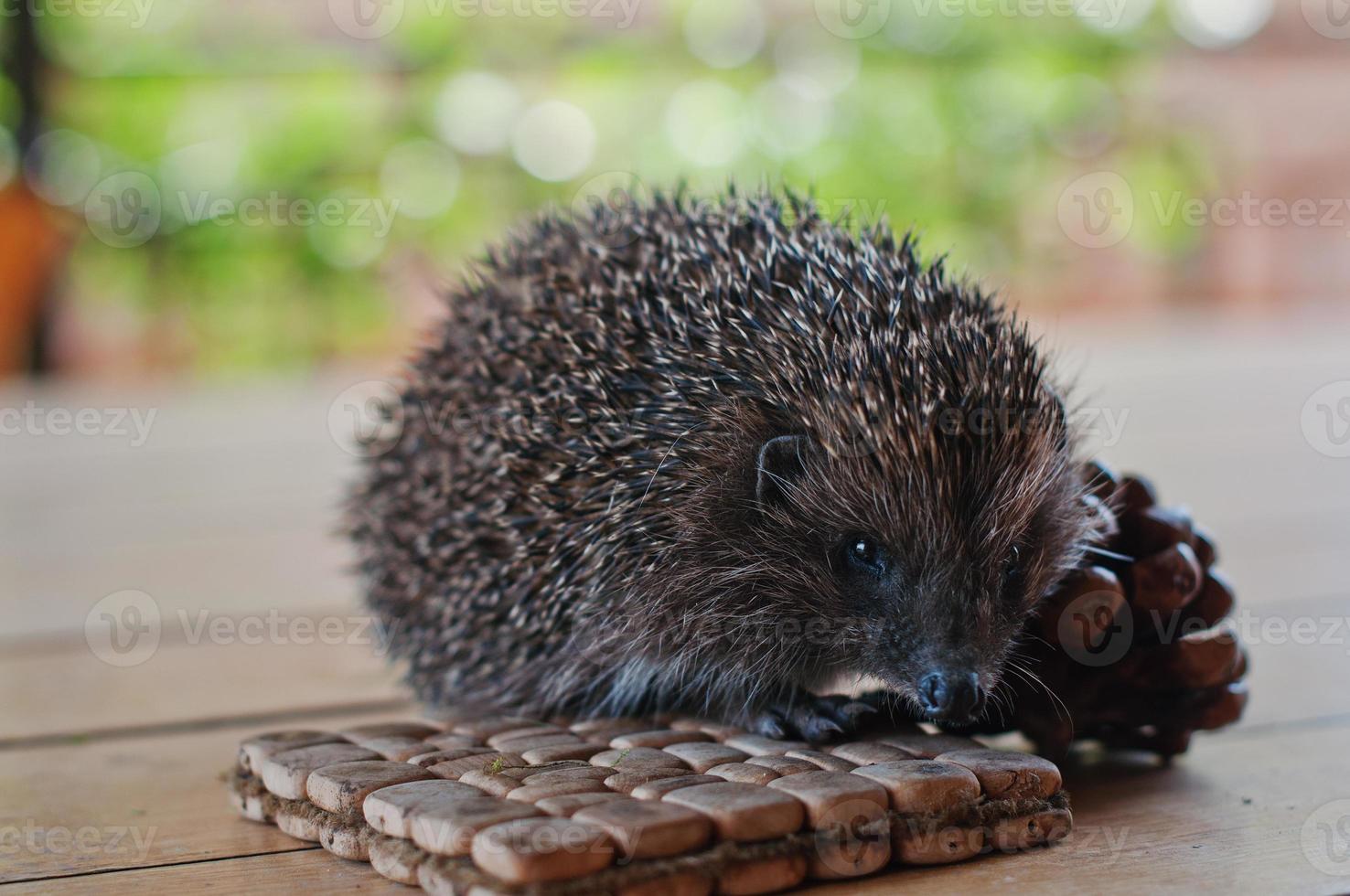 Igel auf dem Holztisch mit Nachteilen foto