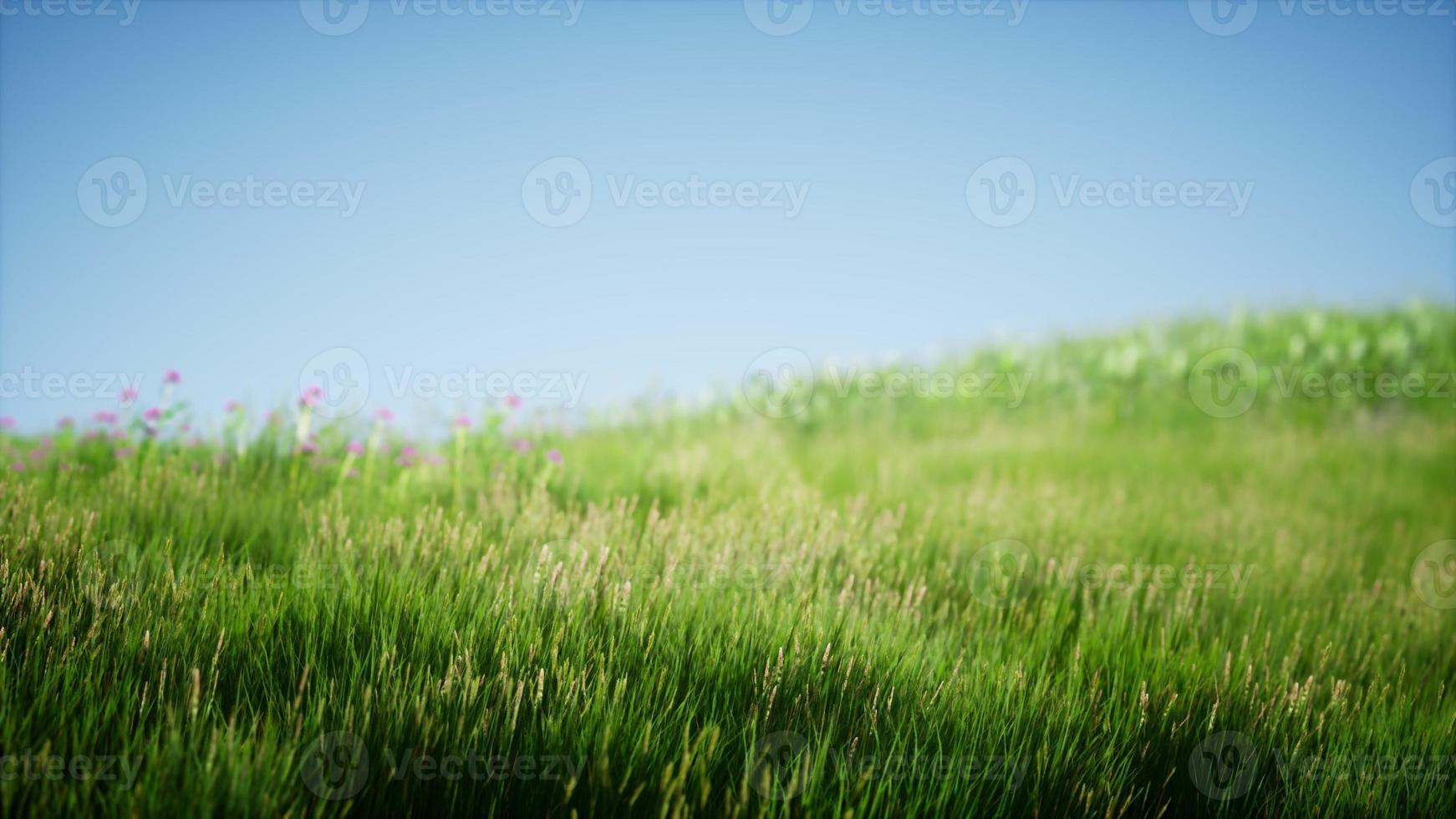 Feld des grünen frischen Grases unter blauem Himmel foto