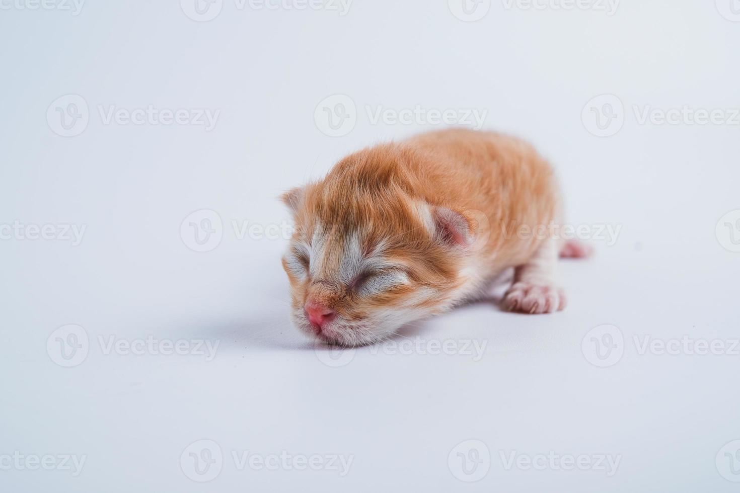 neugeborene kätzchen schlafen auf dem weißen boden foto