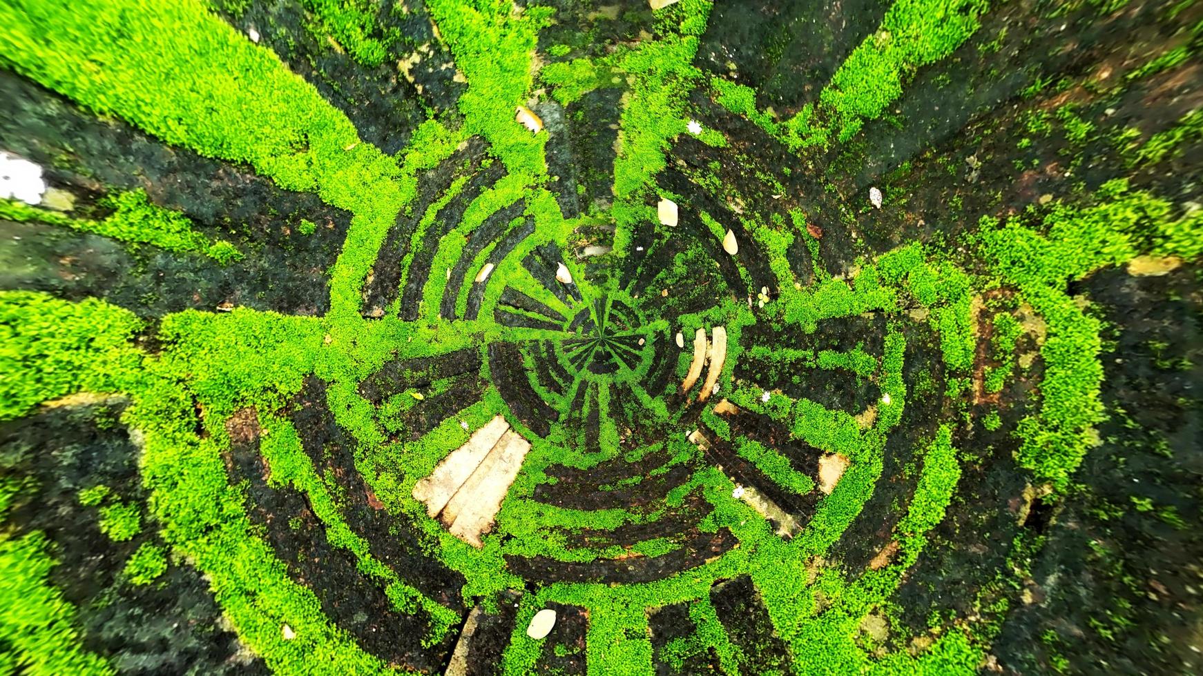 Textur des alten Ziegels mit grünem Moos foto