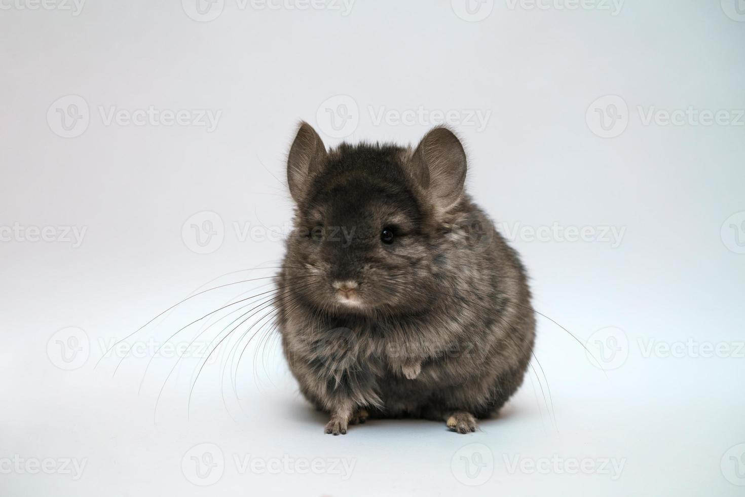 schwarze Chinchilla auf weißem Hintergrund foto