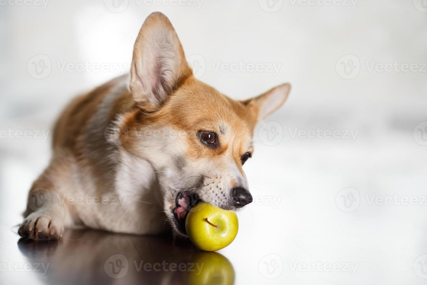 Ein süßer Corgi-Hund nagt an grünem Apfel, während er vor dem Hintergrund auf dem Boden liegt foto