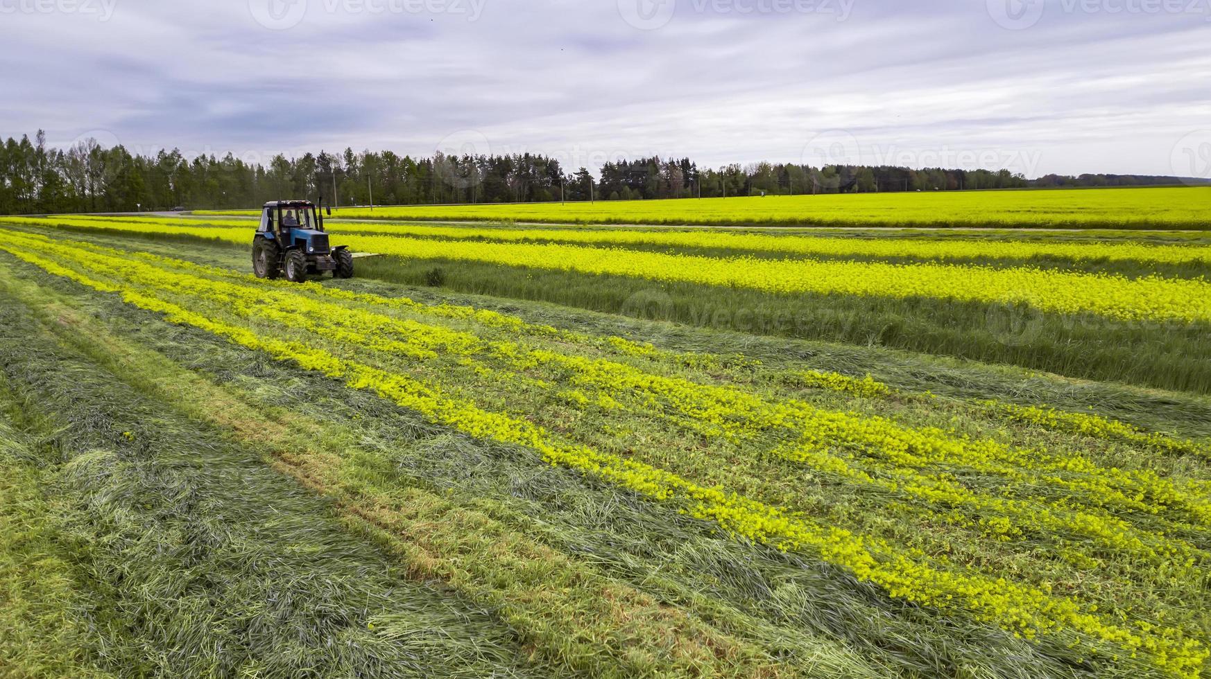 Traktor mäht grünes Feld foto