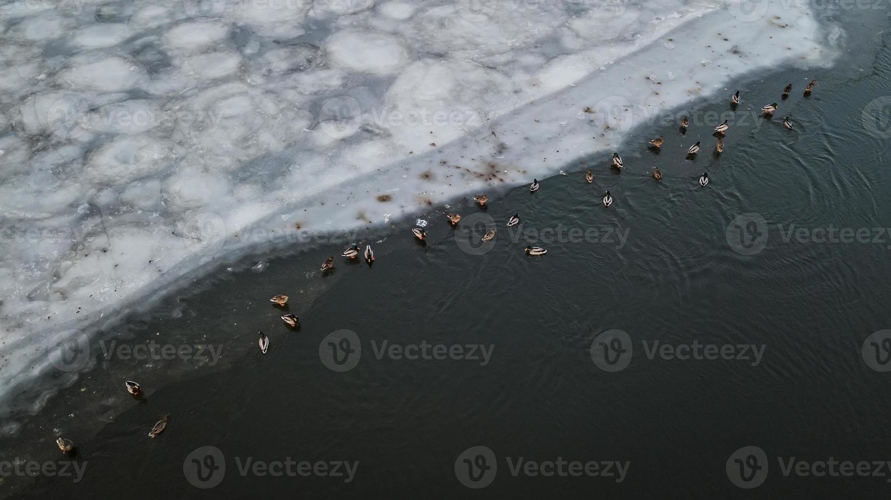 Enten schwimmen und baden im kalten Wasser eines zugefrorenen Sees foto