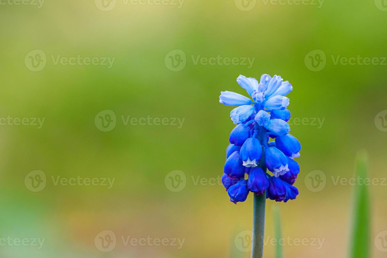 erste Frühlings-Muscari-Nahaufnahme. blaue Blumen im Garten. foto