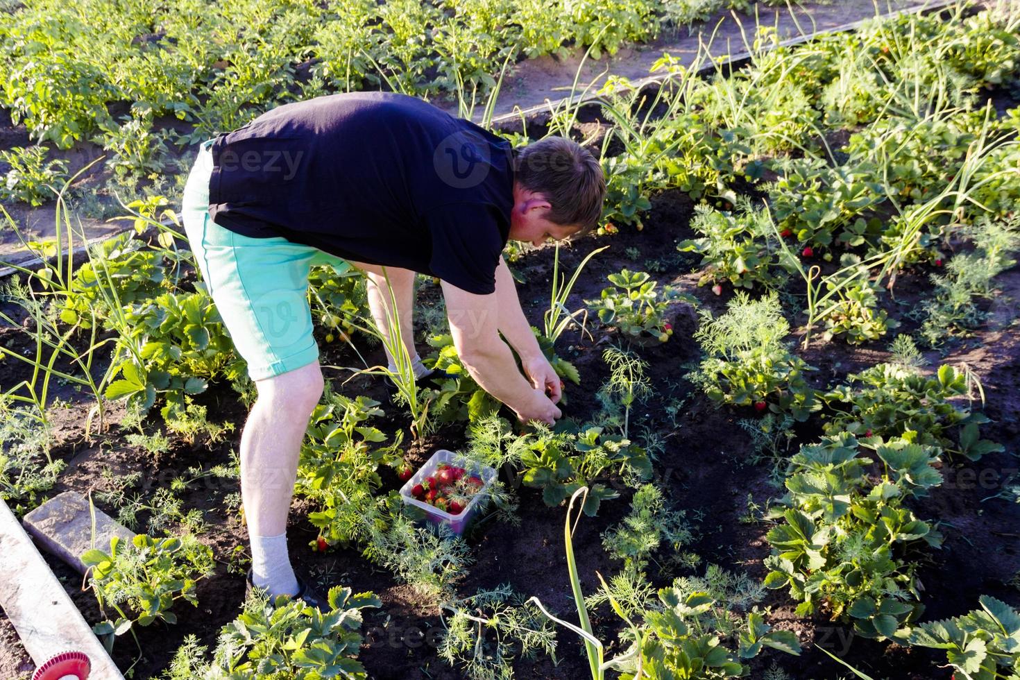 Mann pflückt Erdbeeren im Garten foto