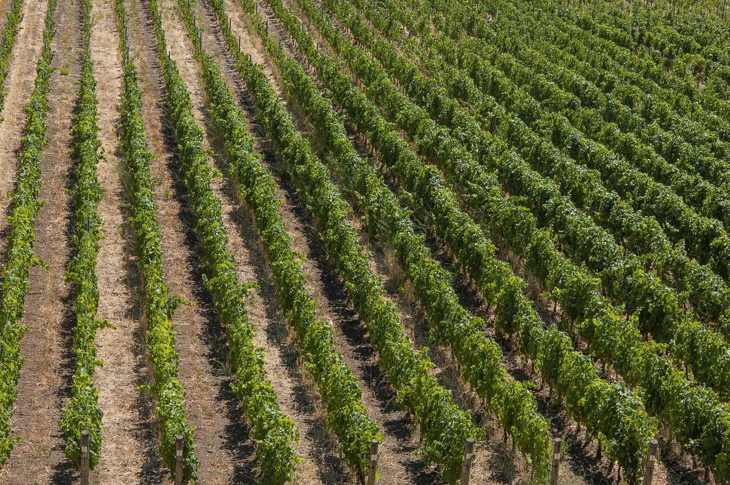 Reihen von Weinbergen in der Toskana foto