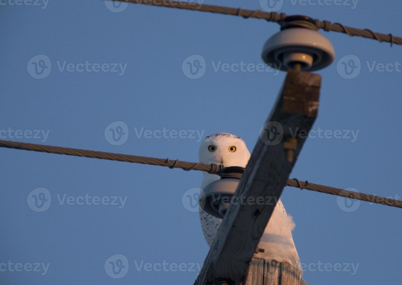 Schneeeule auf der Stange foto