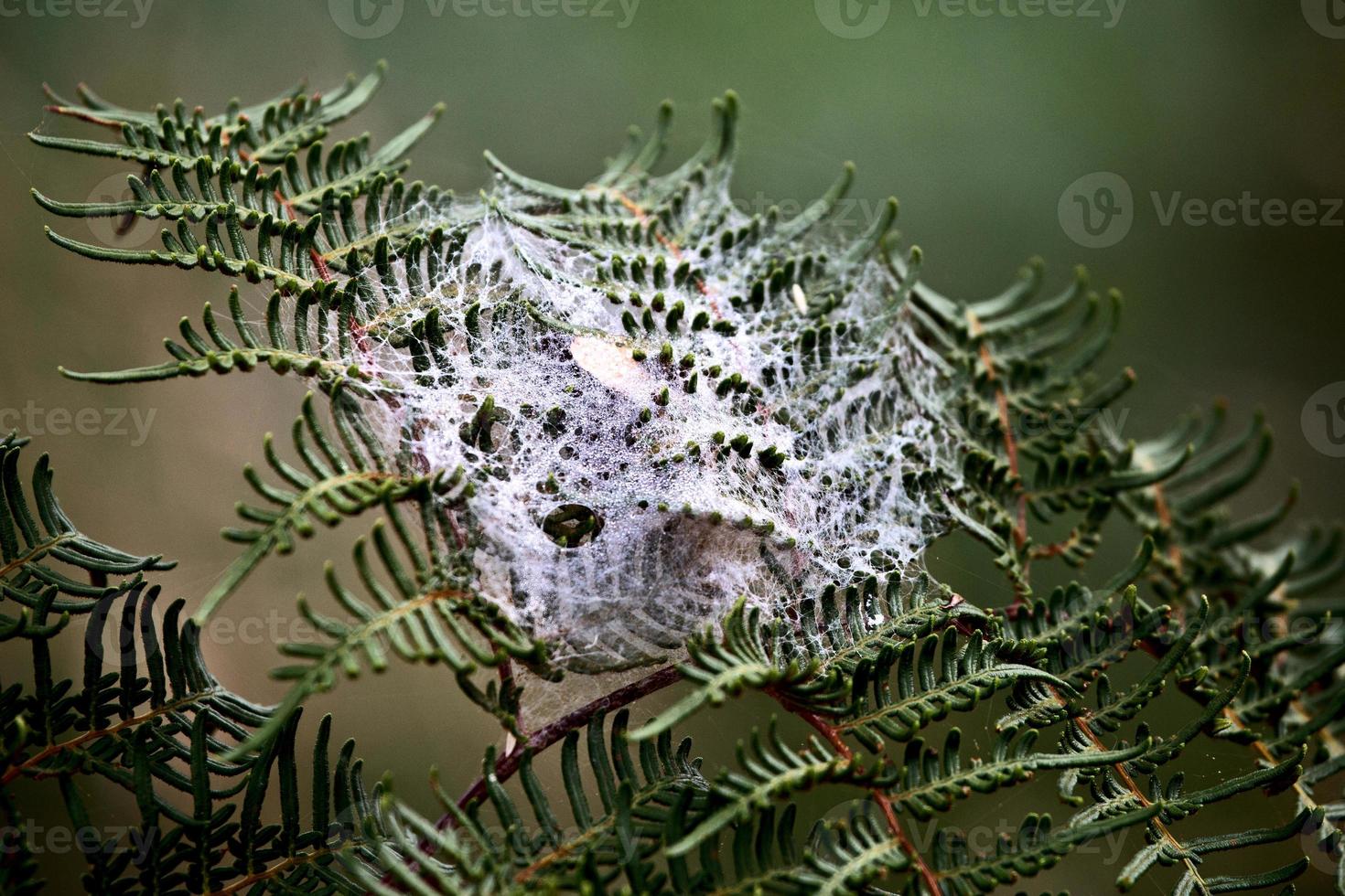 Spinnennetz Seide Morgentau foto
