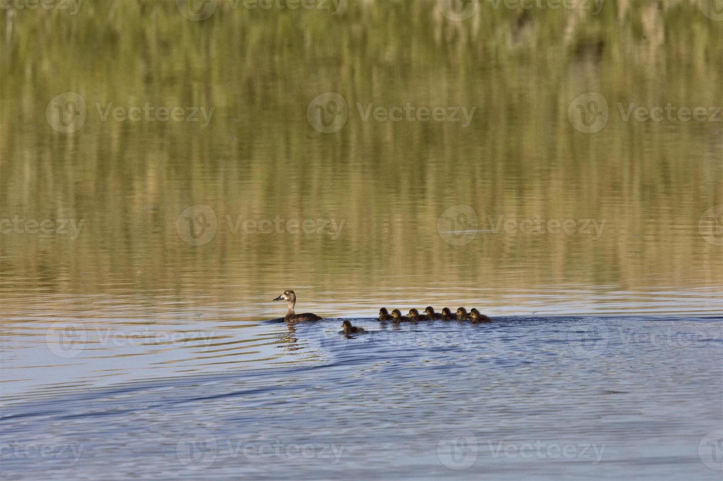 Ente mit Jungen im Teich foto