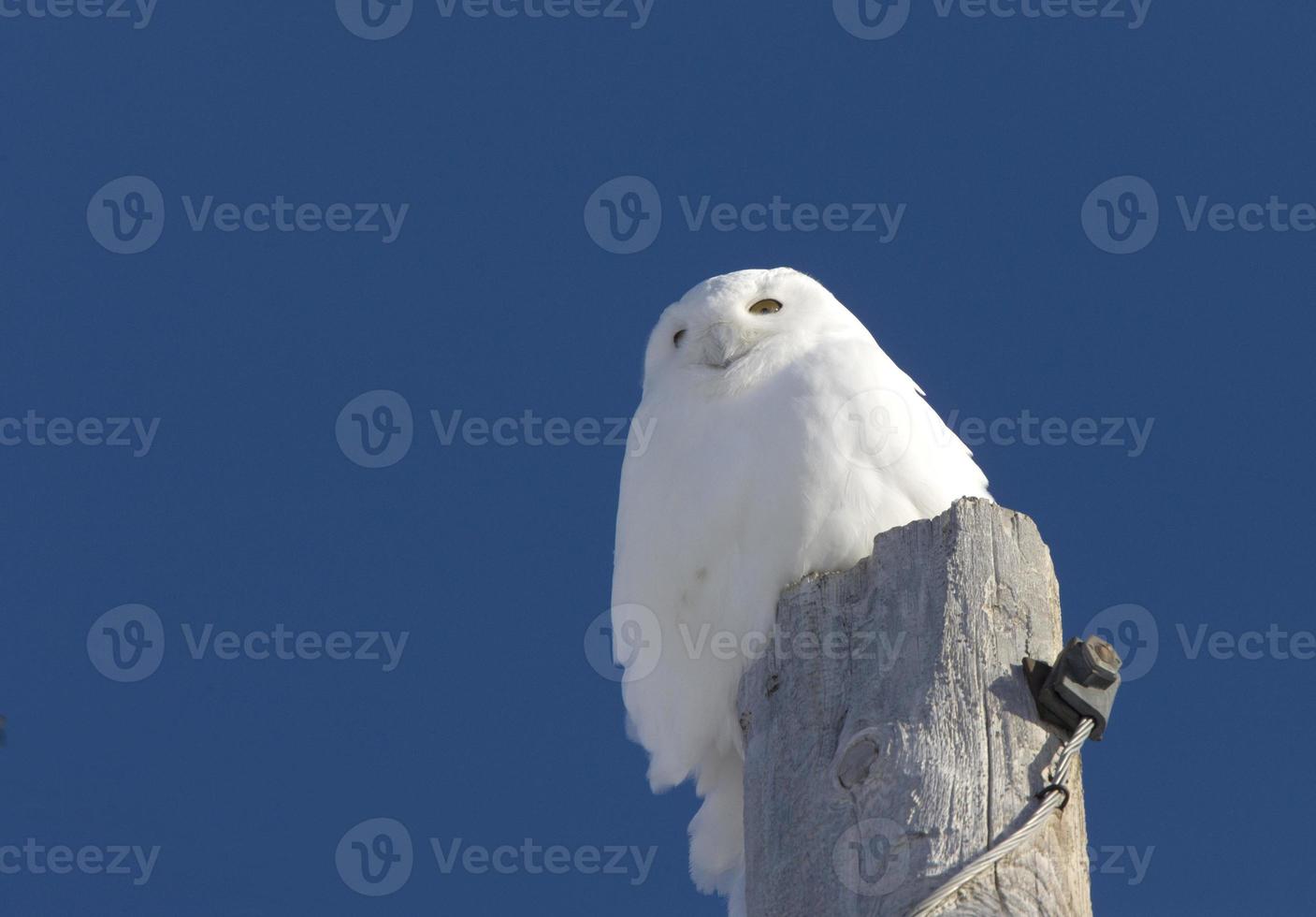 Schneeeule auf der Stange foto