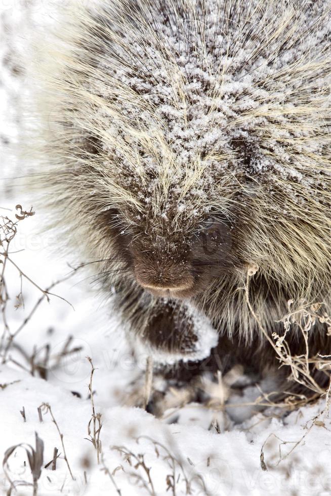 Stachelschwein im Winter foto