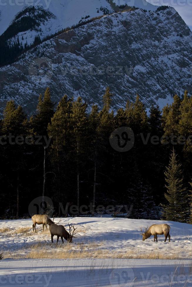 wilder Elch im Winter foto