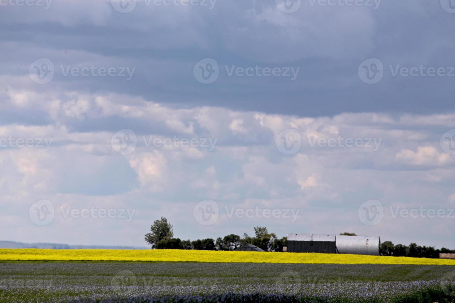 Flachs- und Rapsernte foto