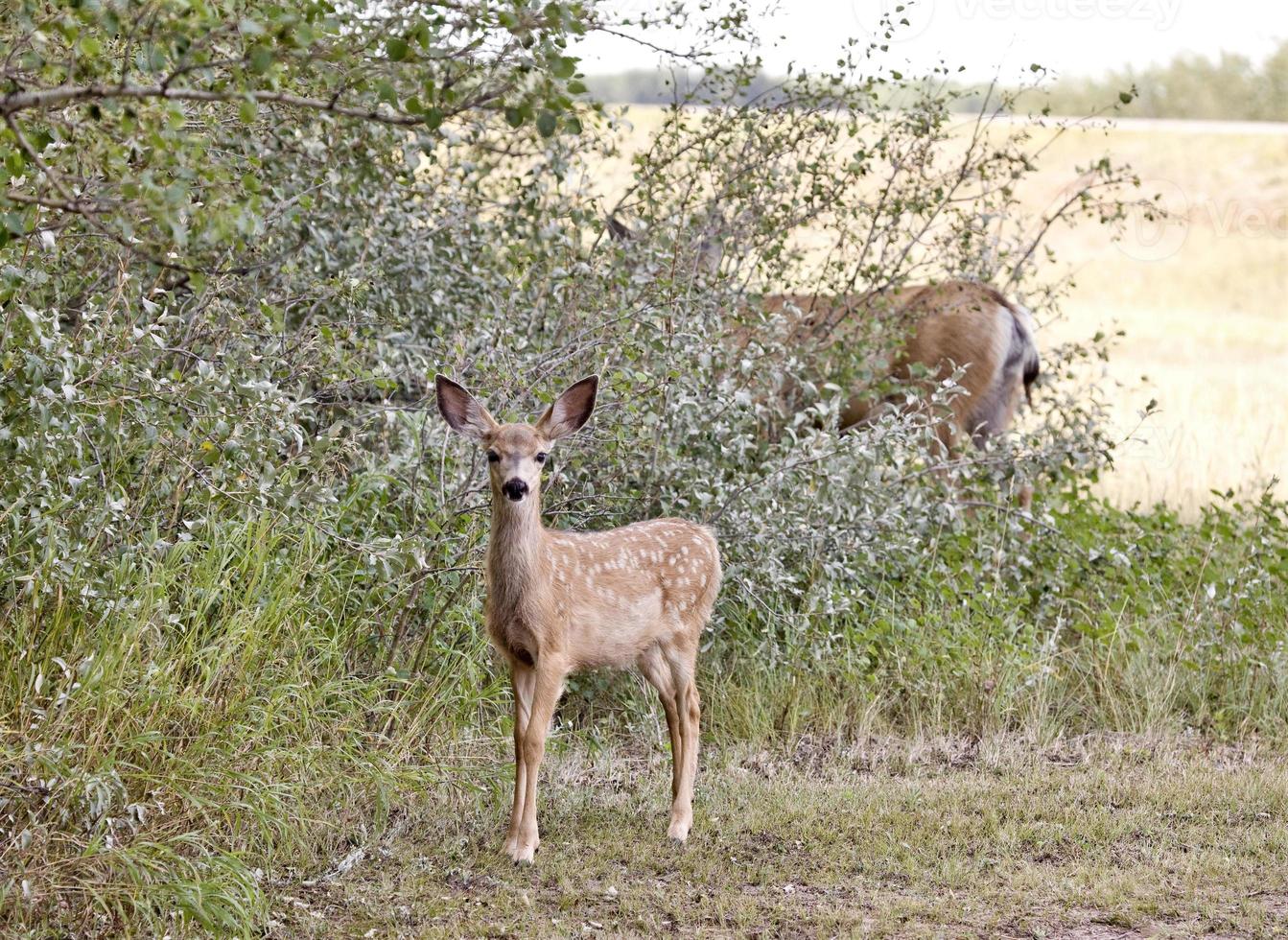 Hirsch auf einem Feld foto