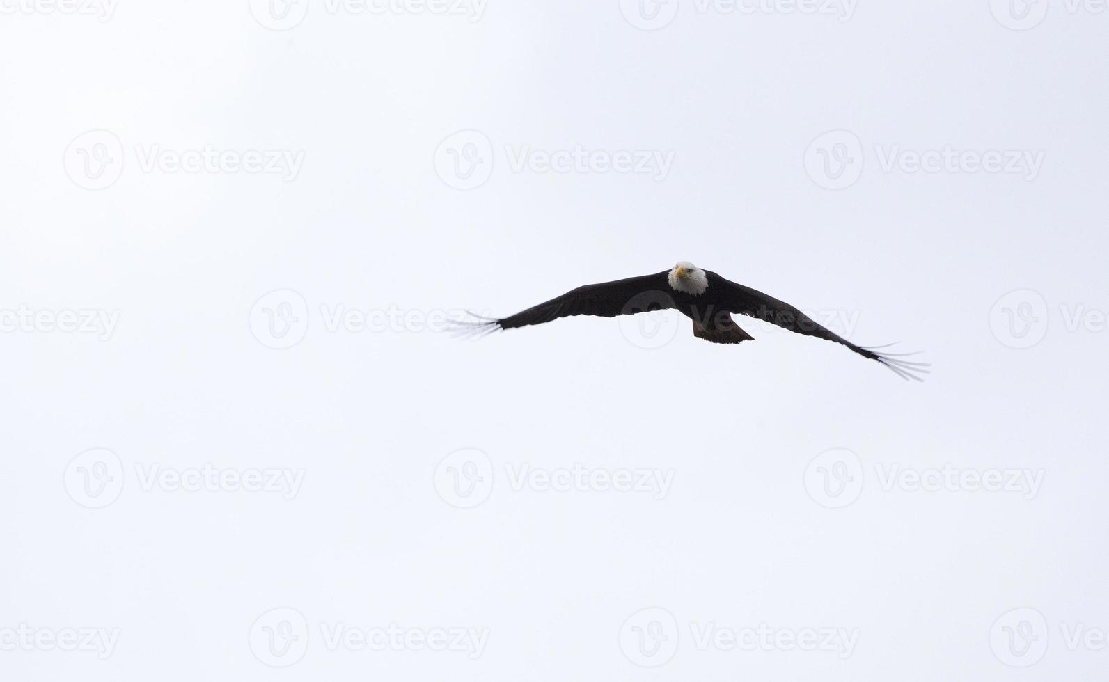 Weißkopfseeadler British Columbia im Flug foto