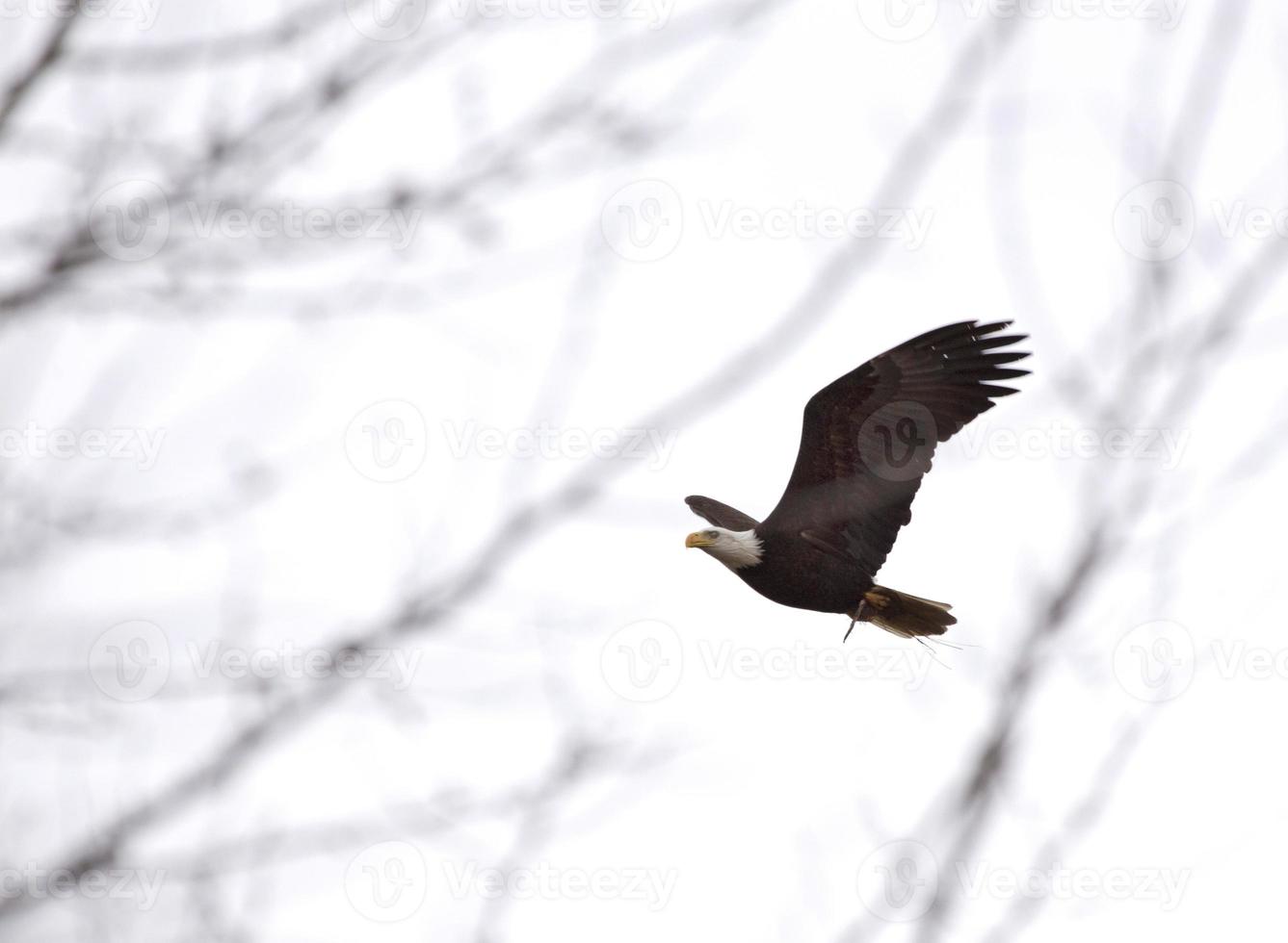 Weißkopfseeadler British Columbia im Flug foto