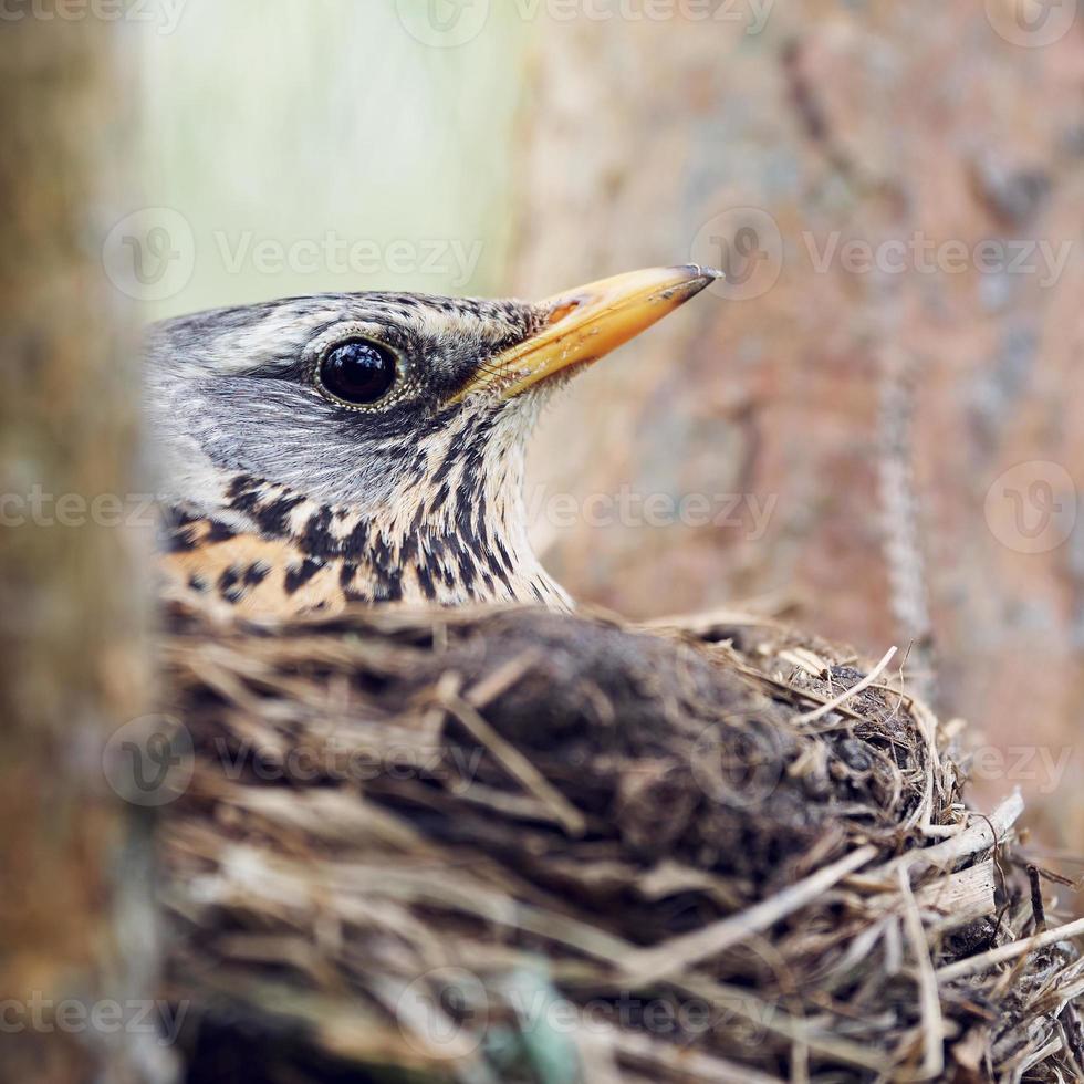 Drossel bebrütet die Eier, die im Nest sitzen foto