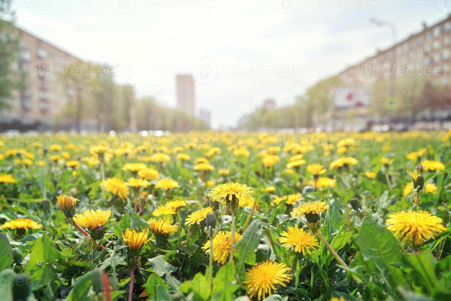 viele gelbe löwenzähne wachsen im frühling auf der leninsky avenue in moskau foto