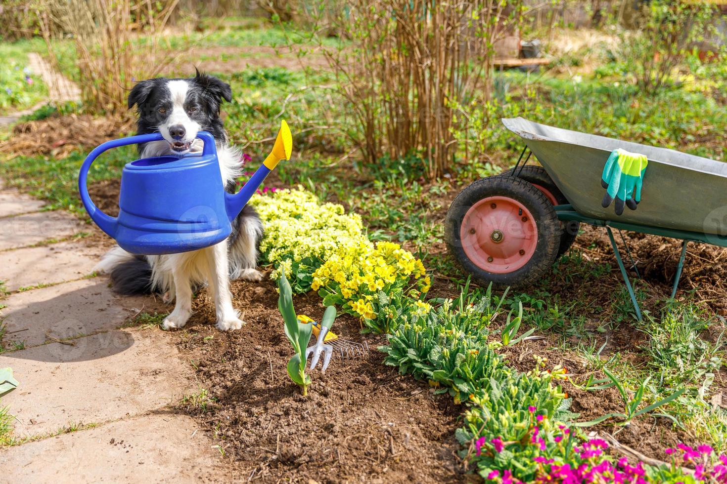 Außenporträt des süßen Hundes Border Collie mit Gießkanne im Mund auf Gartenhintergrund. lustiger Hündchen als Gärtner, der Gießkanne zur Bewässerung holt. garten- und landwirtschaftskonzept. foto