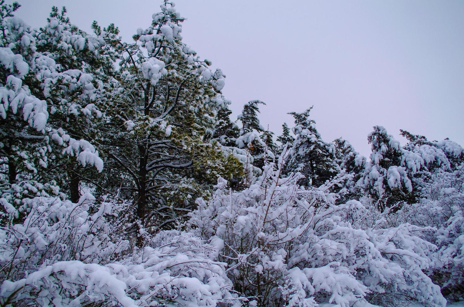 Winterwald, Äste, um unter das Gewicht des Schnees zu gehen. foto