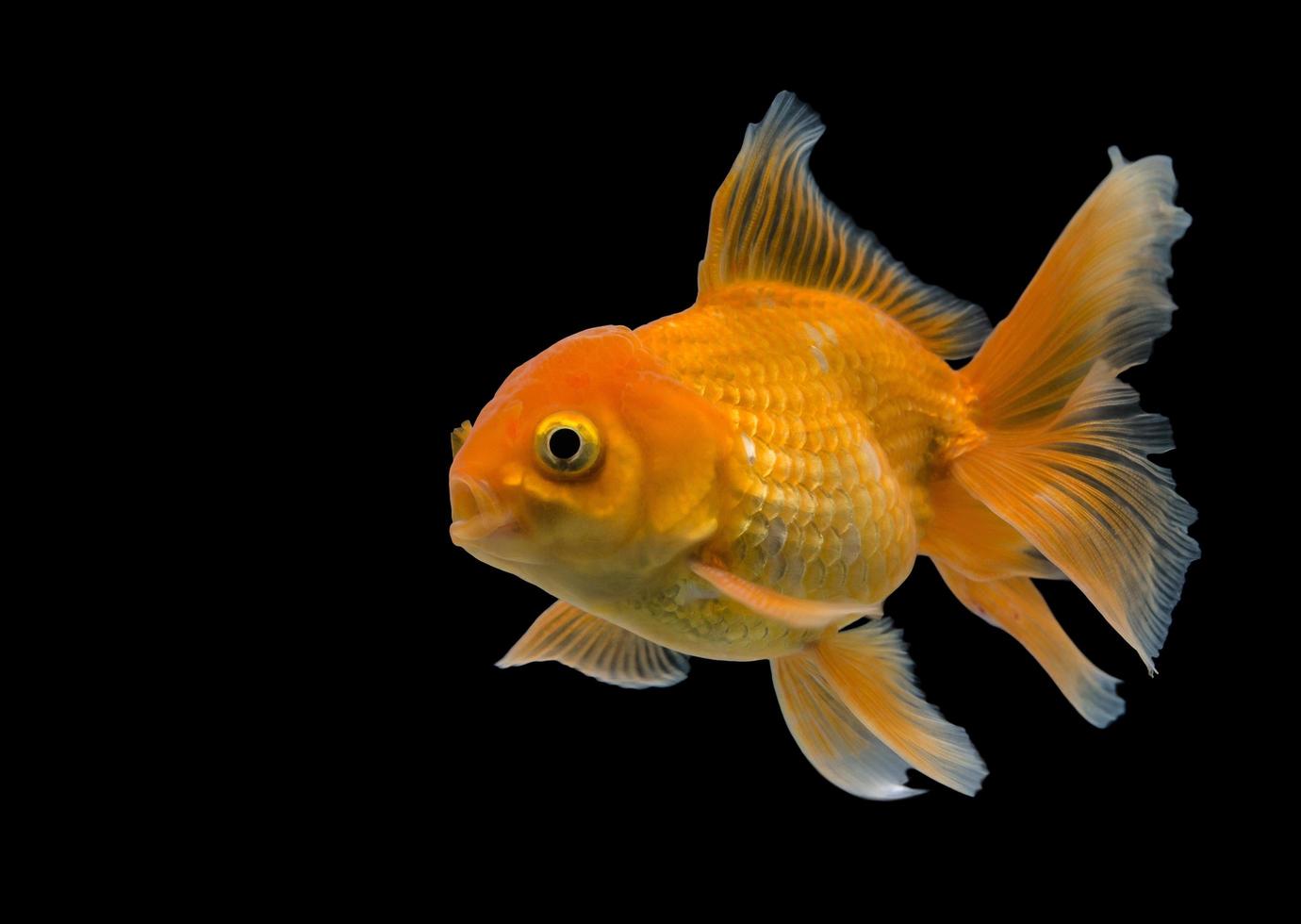Emotionshaltung von Goldfischen, auf schwarzem Hintergrund isolieren foto