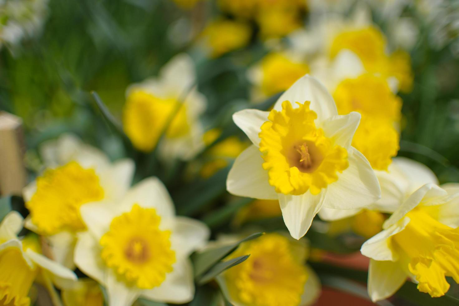 blühende Tulpen Hintergrund. Blumenausstellung. foto