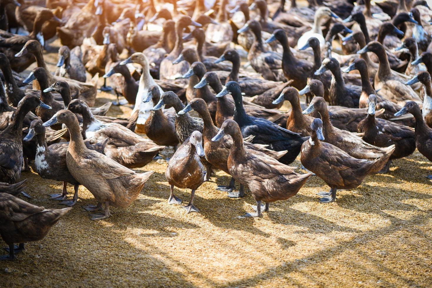 Brown Ducks Farm - viele Enten in der örtlichen Farm für die Produktion von Enteneiern foto