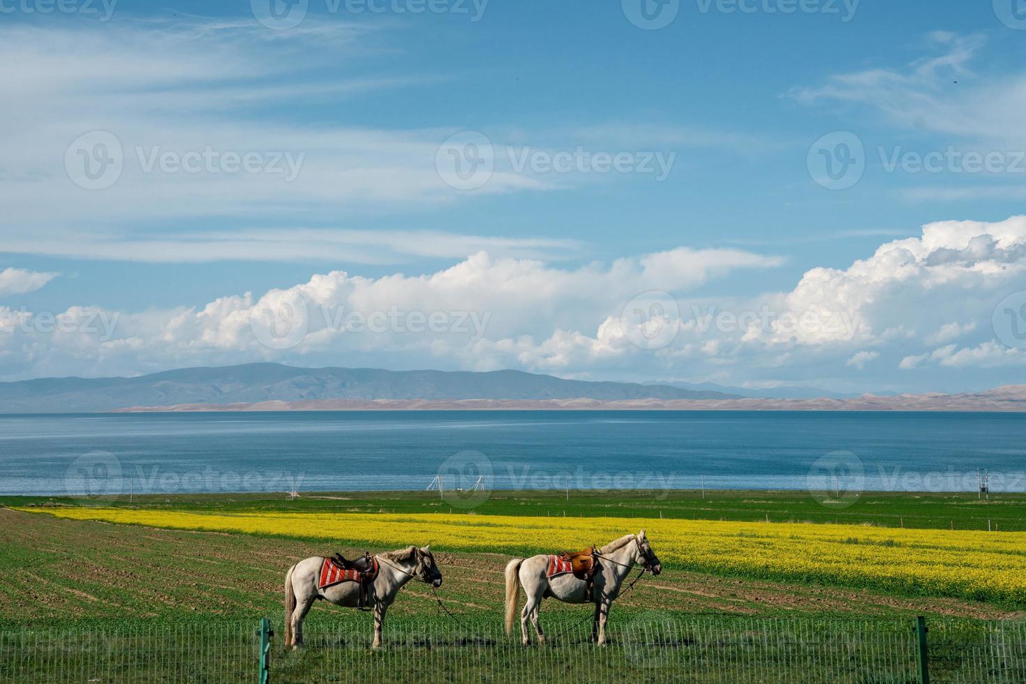 mit blauem himmel, weißen wolken und seewasser hat der qinghai-see in china pferde, schafe und rinder auf dem grasland foto