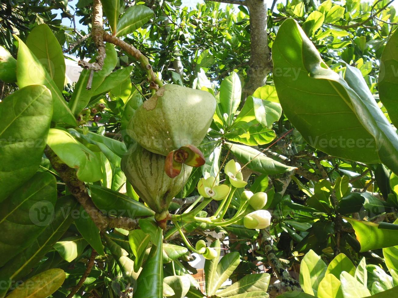 grüne Granatapfelfrucht auf dem Baum foto