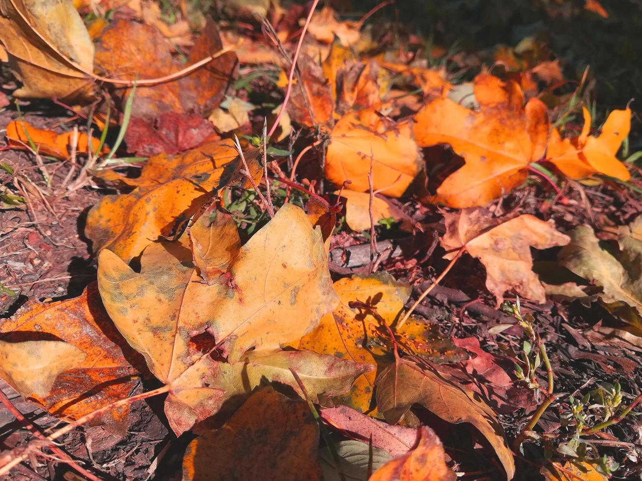 Orangenblätter liegen auf dem Gras. Ahornblätter im Herbst foto