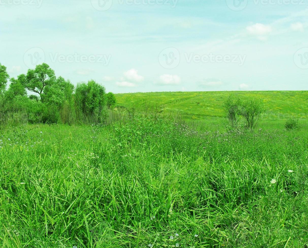 Sommerrasen. Gras ist grün, der Himmel ist Wolken. Landansicht. foto