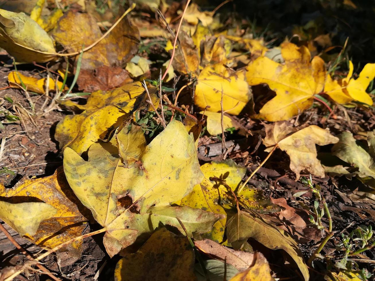 gelbe blätter liegen auf dem gras. Ahornblätter im Herbst foto