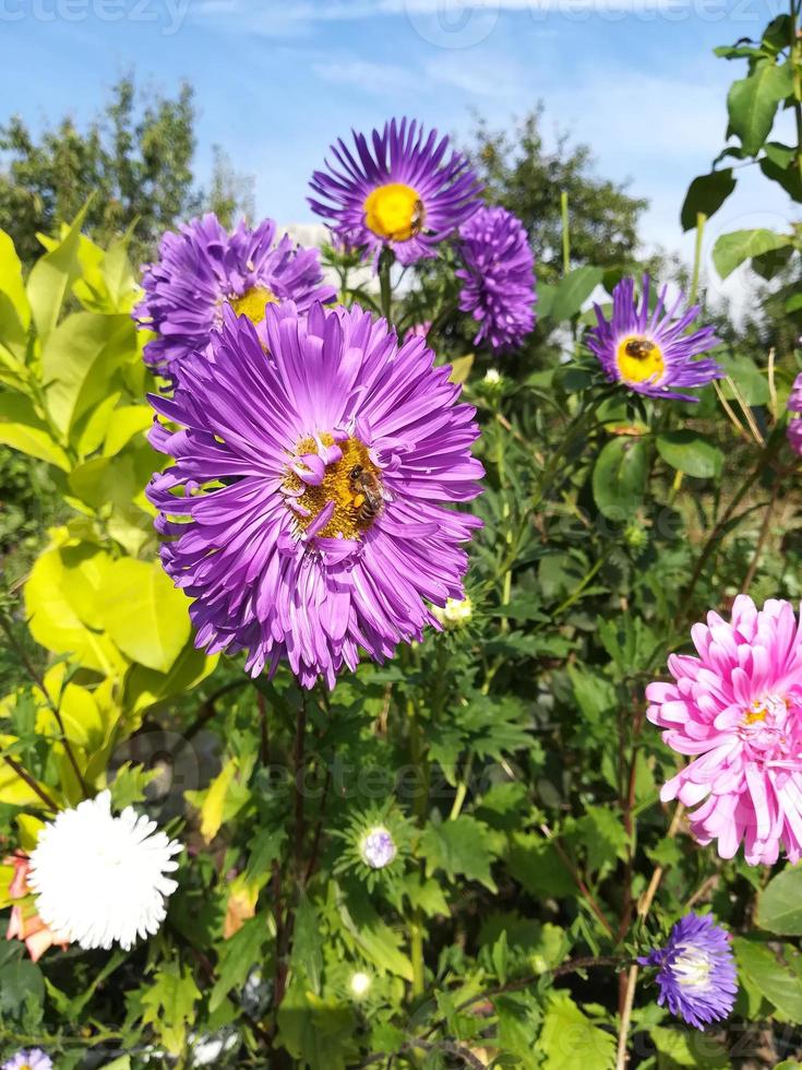 aster blüht an einem sonnigen tag lila und rosa foto