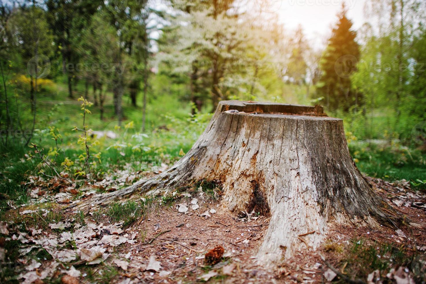 verkohlter Baumstumpf im Wald foto