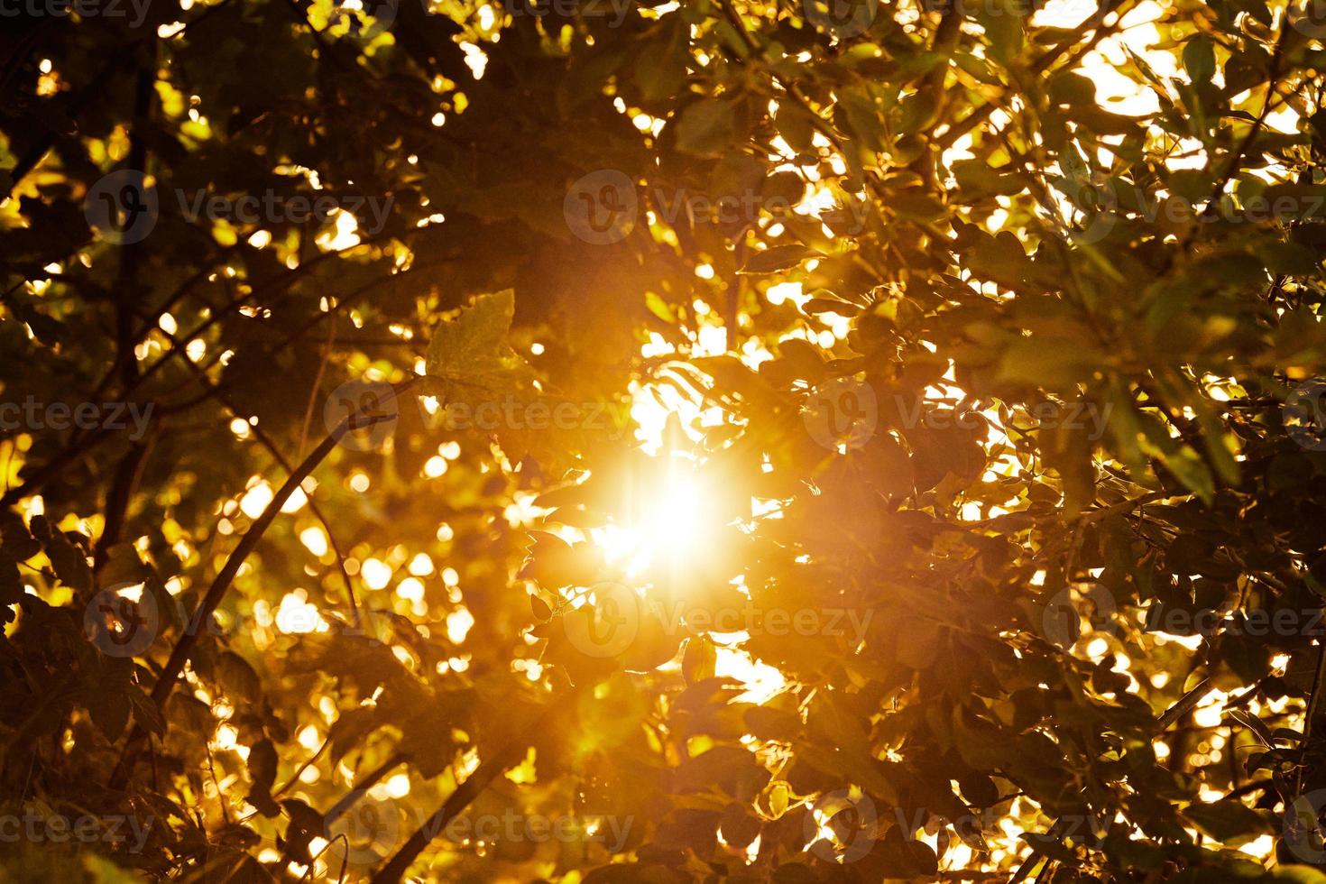 warmes gelbes Sonnenlicht durch Baumblätter, schöner Sonnenschein, der durch Baumblätter strömt foto