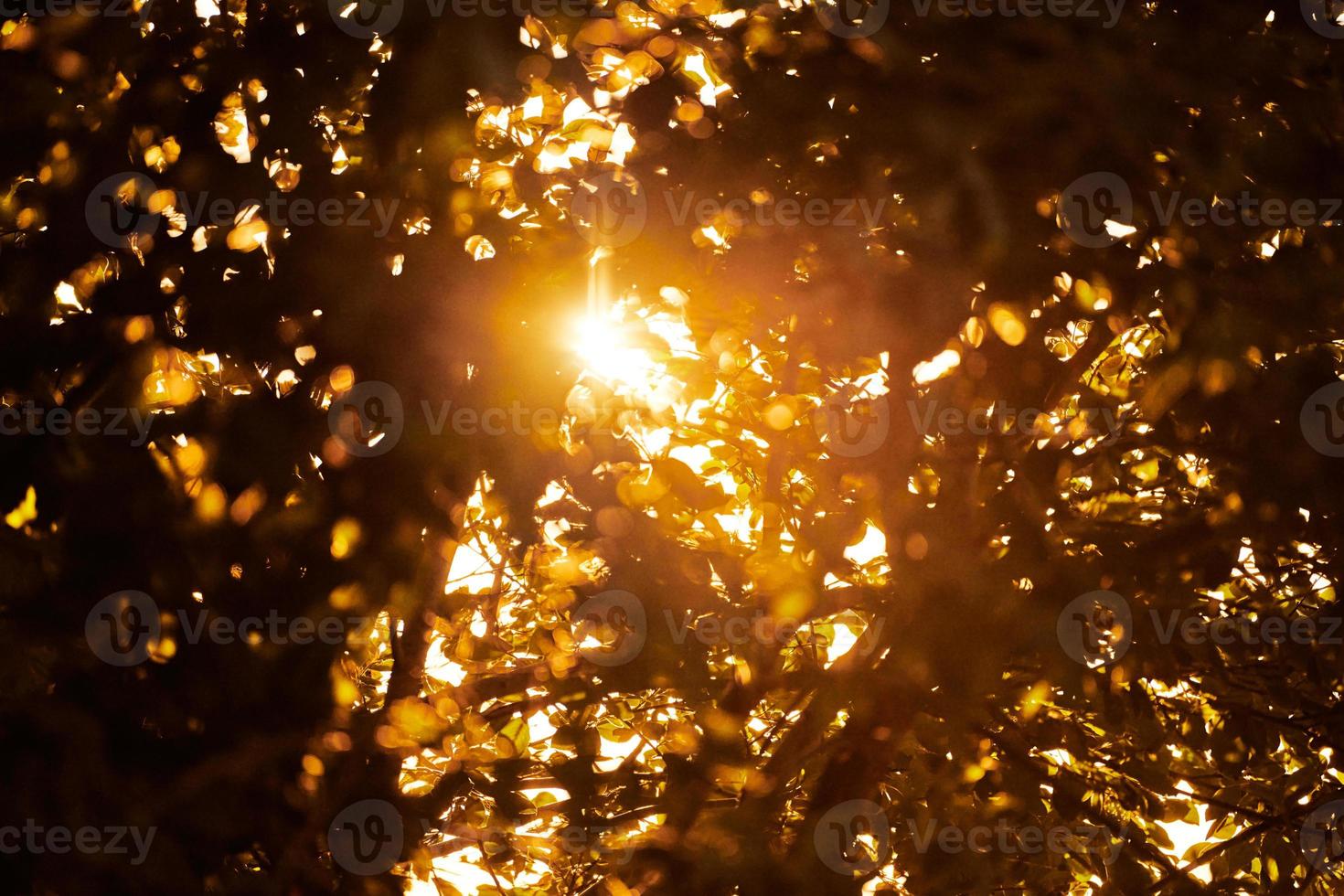 warmes gelbes Sonnenlicht durch Baumblätter, schöner Sonnenschein, der durch Baumblätter strömt foto